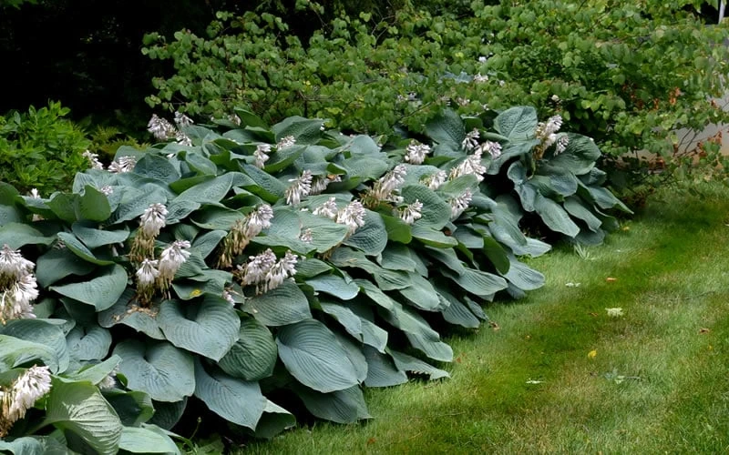 Sieboldiana Elegans Hosta Lily - 1 Gallon Pot - Image 6