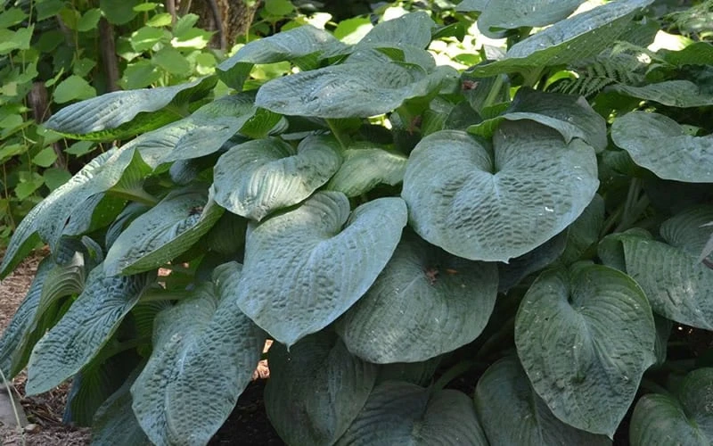 Sieboldiana Elegans Hosta Lily - 1 Gallon Pot - Image 7