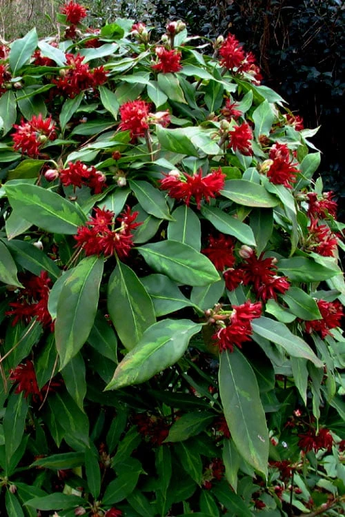 Miss Scarlett Florida Anise (Illicium) - 7 Gallon Pot - Image 5