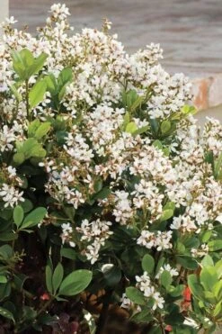 Spring Sonata Indian Hawthorne - 3 Gallon Pot