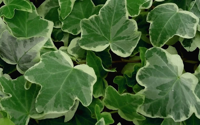 Anne Marie White Variegated Ivy (Hedera Helix) - 10 Count Flat Of Pint Pots - Image 4