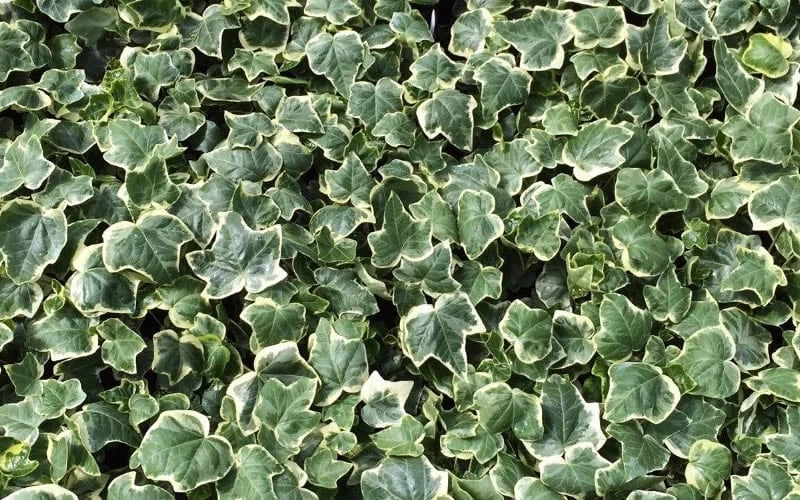 Anne Marie White Variegated Ivy (Hedera Helix) - 10 Count Flat Of Pint Pots - Image 5
