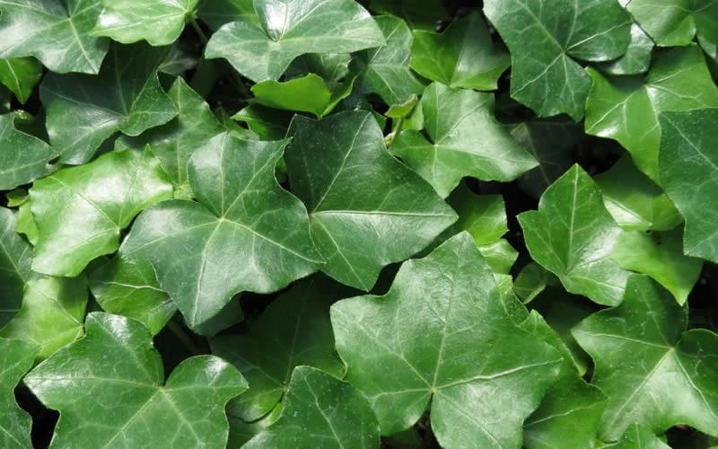 English Ivy (Hedera Helix) - 36 Pack Of 3.5" Pots - Image 4