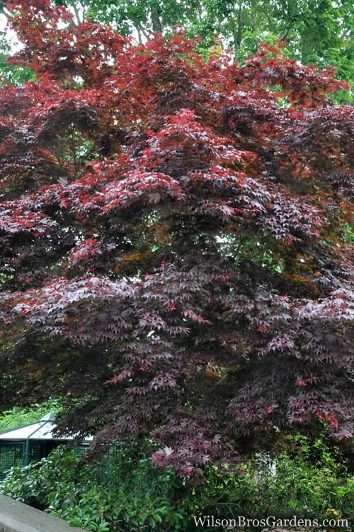 Red Japanese Maple - Acer Palmatum 'Atropurpureum' - 1 Gallon Pot - Image 4