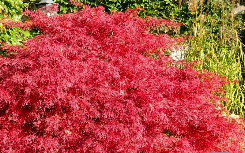 Crimson Queen Dwarf Japanese Maple (High Graft Tree Form) - 2 Gallon Pot - Image 4