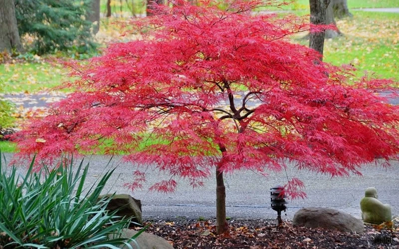 Inaba Shidare Red Japanese Maple - 2 Gallon Pot - Image 5