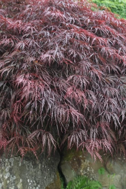 Inaba Shidare Red Japanese Maple - 2 Gallon Pot - Image 4