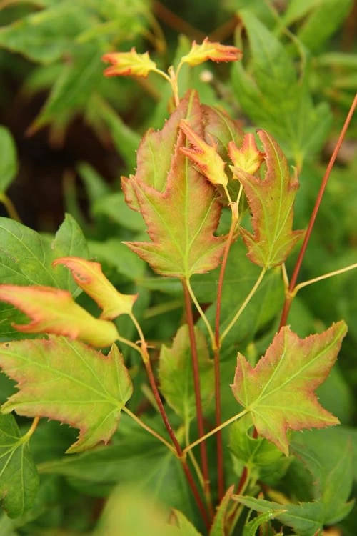 Mitsuba Yama Japanese Maple - 5 Gallon Pot - Image 4