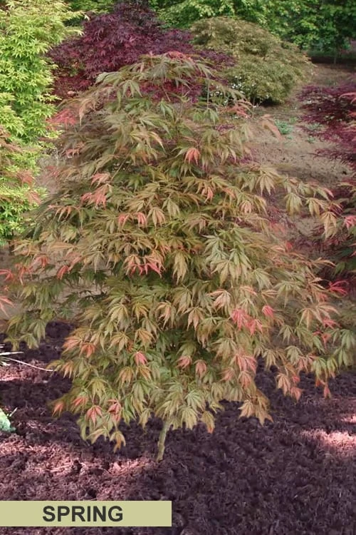 Orange Flame Japanese Maple - 5 Gallon Pot - Image 6
