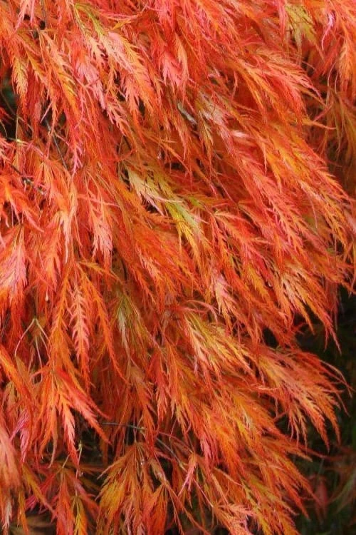 Orangeola Weeping Japanese Maple - 3 Gallon Pot (2-3')