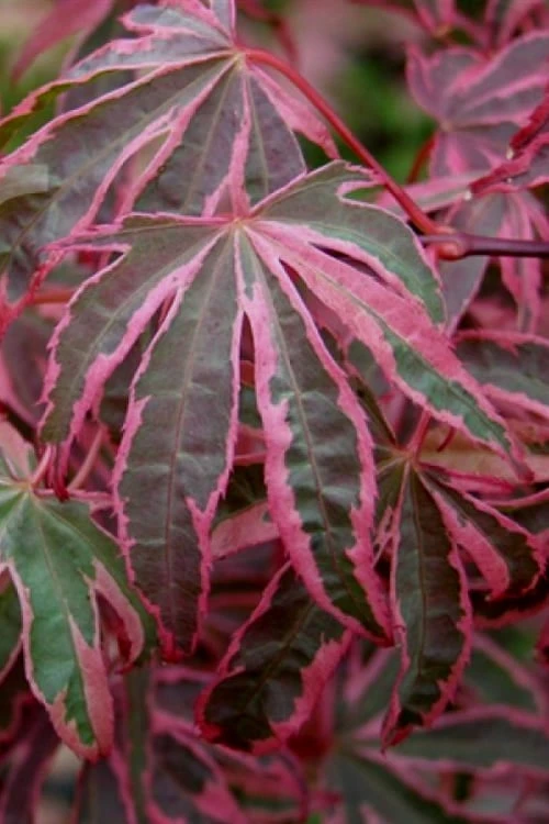Shirazz Japanese Maple - 2 Gallon Pot - Image 5