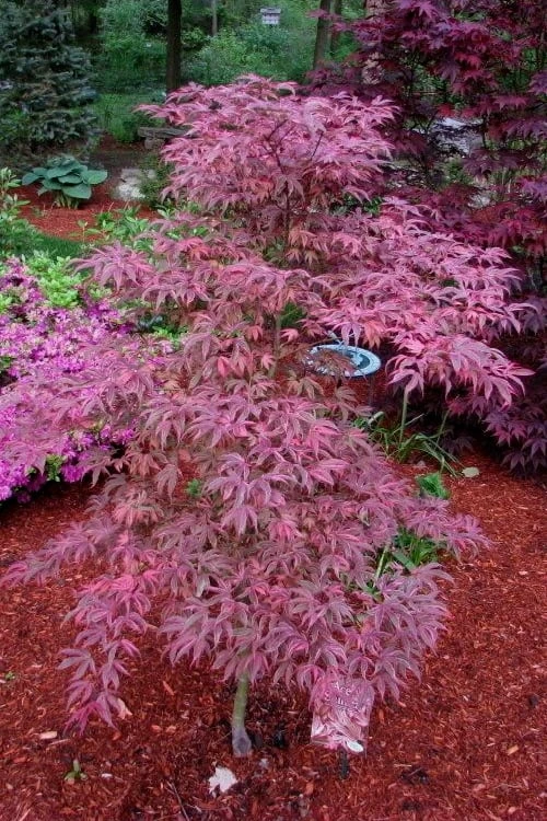 Shirazz Japanese Maple - 2 Gallon Pot - Image 4