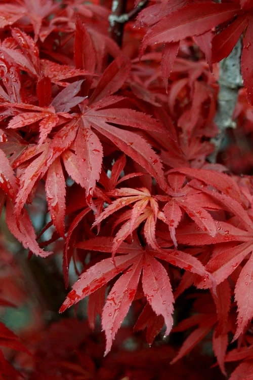 Skeeter's Broom Japanese Maple - 3 Gallon Pot - Image 5