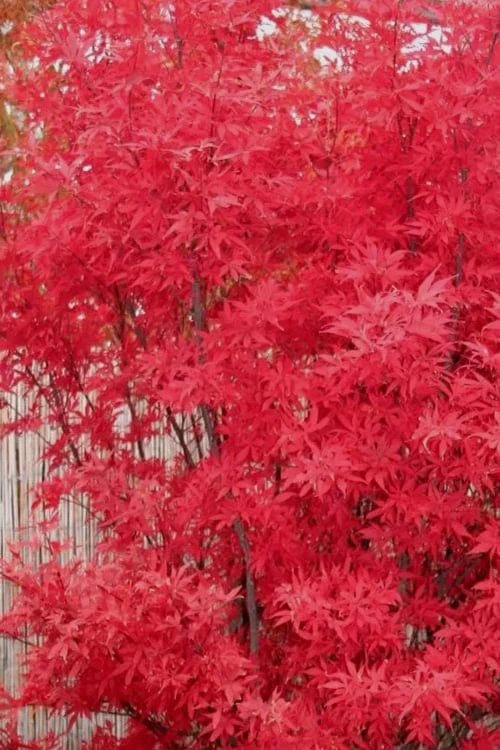 Skeeter's Broom Japanese Maple - 3 Gallon Pot - Image 7