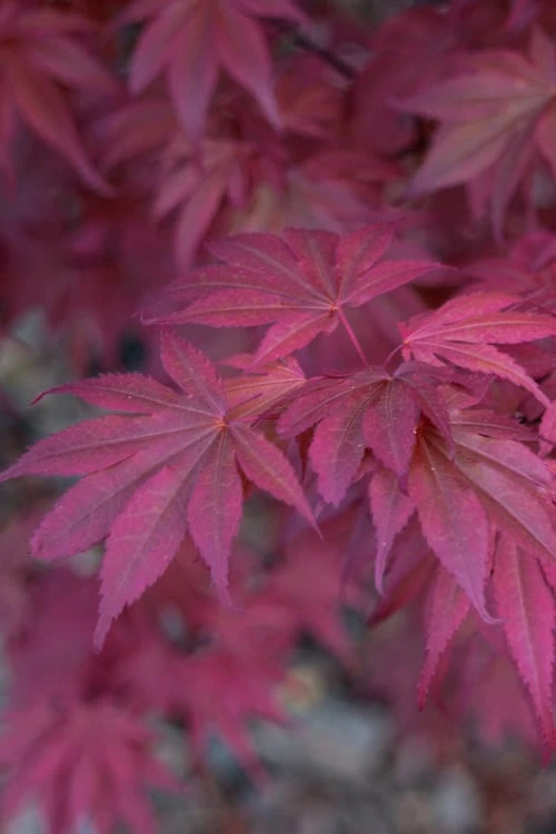 Skeeter's Broom Japanese Maple - 3 Gallon Pot - Image 6
