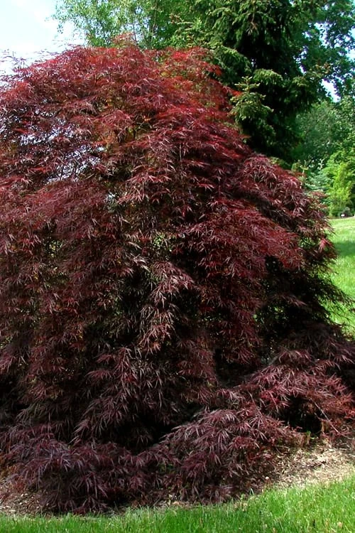 Tamukeyama Dwarf Red Japanese Maple - 1 Gallon Pot - High Grafted Tree Form - Image 7