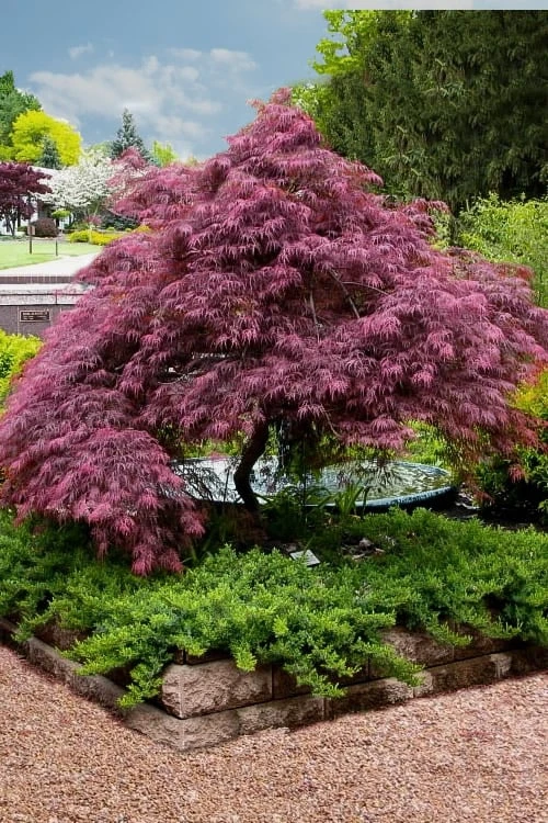 Tamukeyama Dwarf Red Japanese Maple - 3 Gallon Pot (High Grafted Tree Form) - Image 6