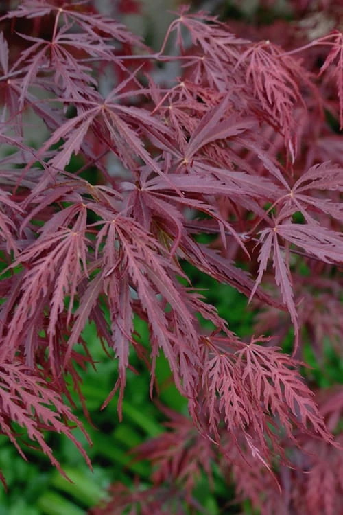 Tamukeyama Dwarf Red Japanese Maple - 3 Gallon Pot (High Grafted Tree Form) - Image 4