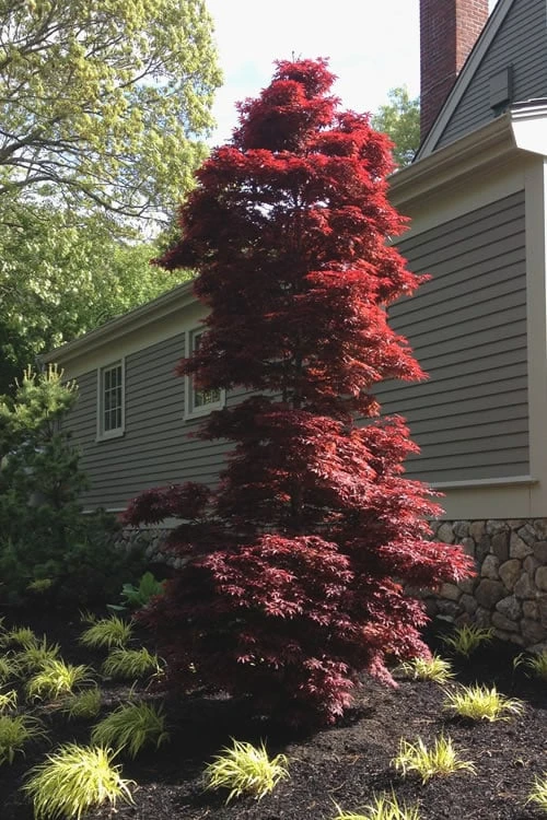 Twombly's Red Sentinel Japanese Maple - 2 Gallon Pot (2.5-3') - Image 4