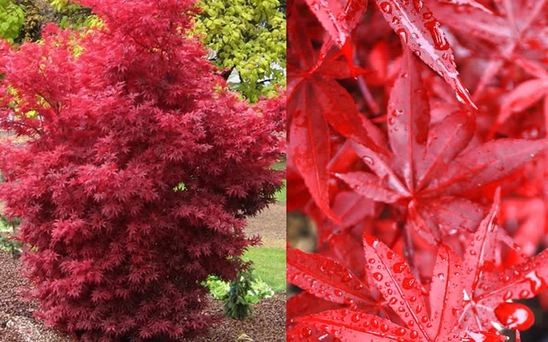 Twombly's Red Sentinel Japanese Maple - 2 Gallon Pot (2.5-3') - Image 7
