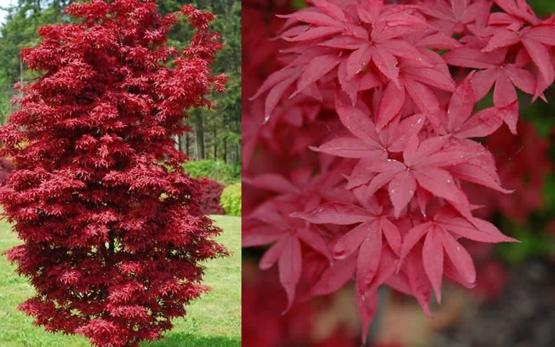 Twombly's Red Sentinel Japanese Maple - 2 Gallon Pot (2.5-3') - Image 5