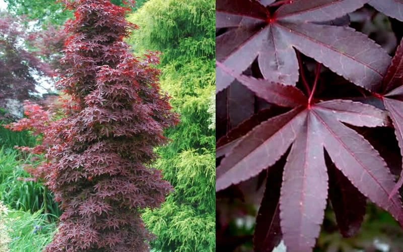 Twombly's Red Sentinel Japanese Maple - 2 Gallon Pot (2.5-3') - Image 6