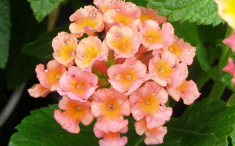 Little Lucky Peach Glow Lantana - 1 Gallon Pot - Image 4