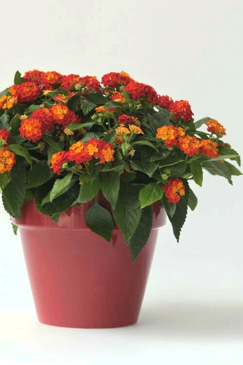 Little Lucky Red Lantana - 6 Inch Pot - Image 3