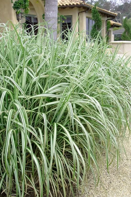 Variegated Maiden Grass - Miscanthus Sinensis 'Variegatus' - 1 Gallon Pot