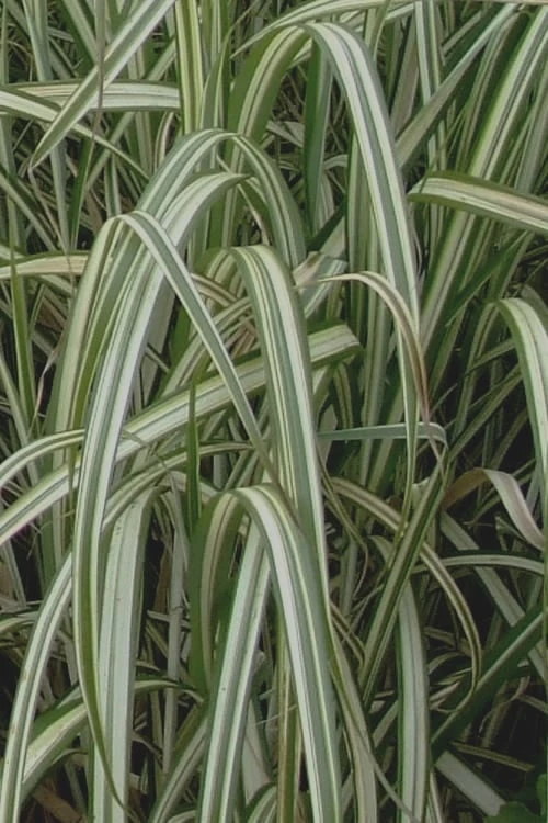 Variegated Maiden Grass - Miscanthus Sinensis 'Variegatus' - 1 Gallon Pot - Image 6