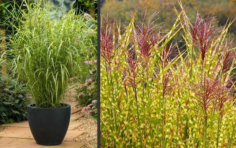 Gold Breeze Zebra Grass (Miscanthus) - 1 Gallon Pot - Image 4