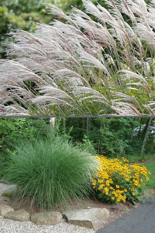 Maiden Grass - Miscanthus Sinensis 'Gracillimus' - 6 Pack Of 1 Gallon Pots - Image 4