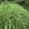 Little Zebra Grass - Miscanthus - 6 Pack Of 1 Gallon Pots