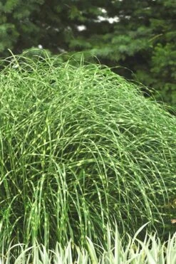 Little Zebra Grass - Miscanthus - 6 Pack Of 1 Gallon Pots