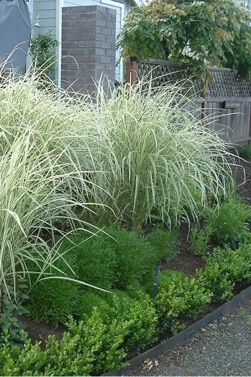Variegated Maiden Grass - Miscanthus Sinensis 'Variegatus' - 1 Gallon Pot - Image 4
