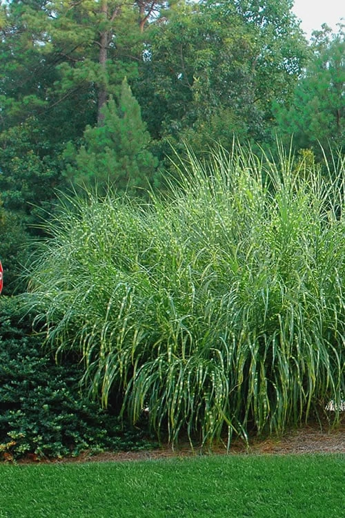 Zebra Grass - Miscanthus Sinensis 'Zebrinus' - 6 Pack Of 1 Gallon Pots - Image 5