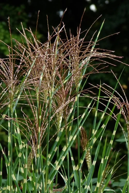 Zebra Grass - Miscanthus Sinensis 'Zebrinus' - 3 Gallon Pot - Image 6