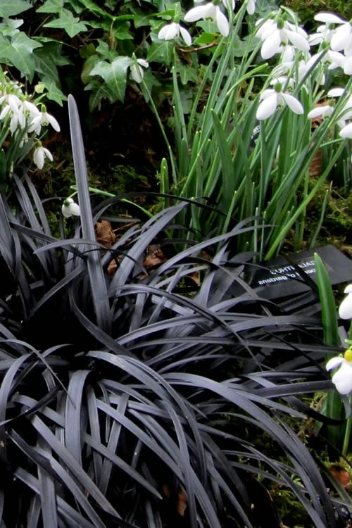 Black Mondo Grass - Ophiopogon Planiscapus 'Nigrescens' - 6 Pack Of 1 Gallon Pots - Image 6