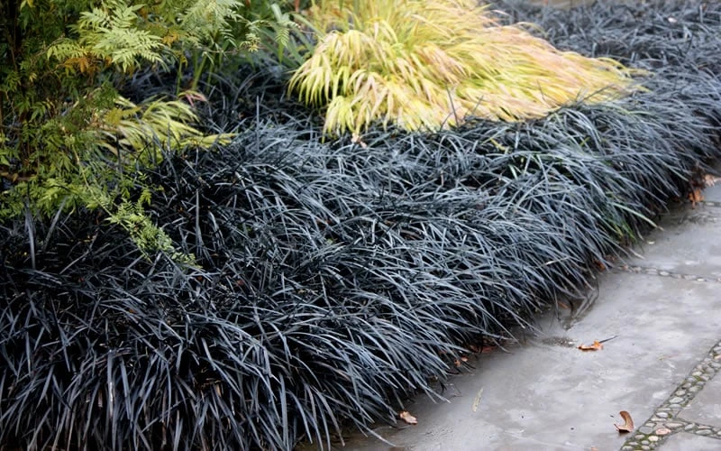 Black Mondo Grass - Ophiopogon Planiscapus 'Nigrescens' - 6 Pack Of 1 Gallon Pots - Image 5