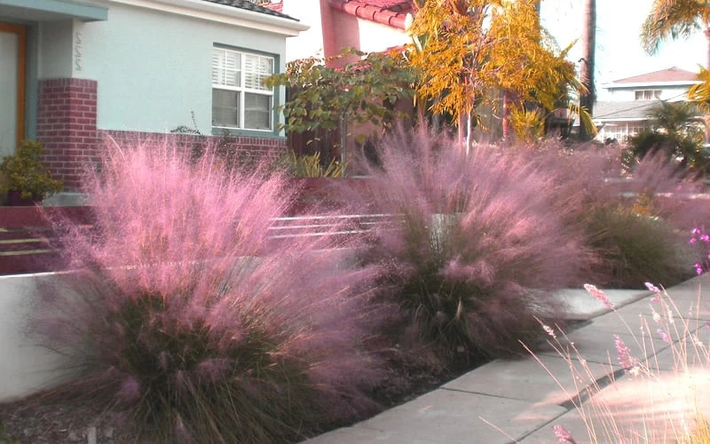 Pink Muhly Grass (Cotton Candy Grass) - 1 Gallon Pot (On Sale) - Image 7