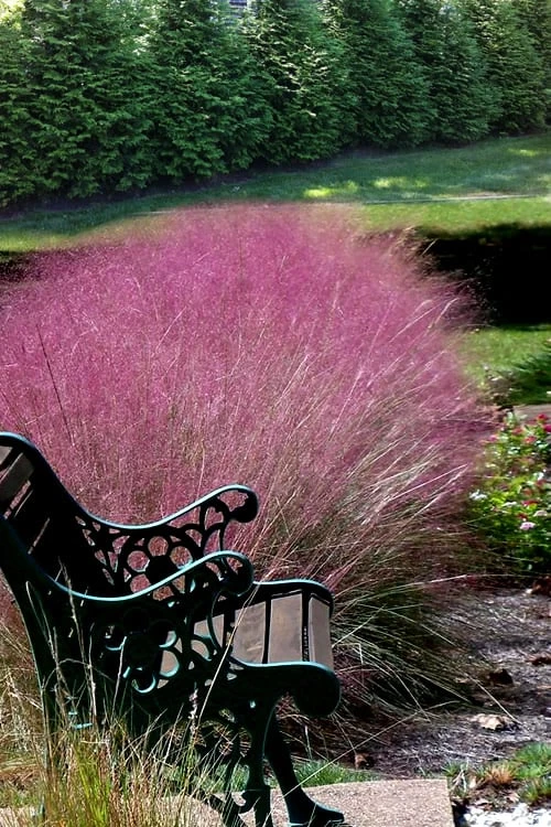Pink Muhly Grass (Cotton Candy Grass) - 1 Gallon Pot (On Sale) - Image 6