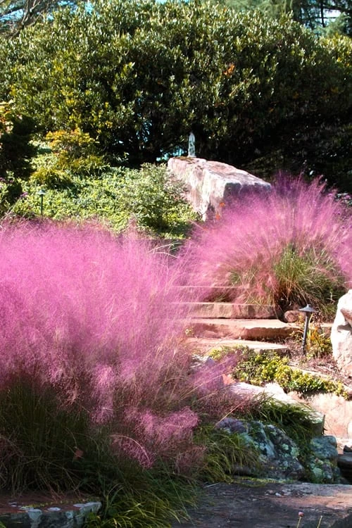 Pink Muhly Grass (Cotton Candy Grass) - 1 Gallon Pot (On Sale) - Image 5