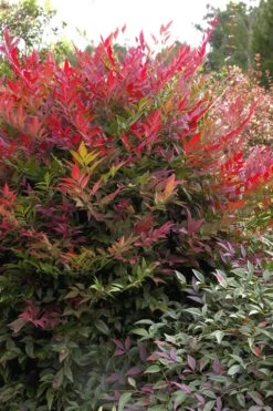 Obsession Nandina - 2 Gallon Pot