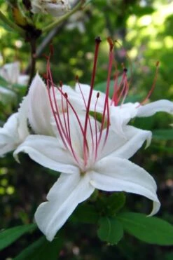 Sweet Azalea (Rhododendron Arborescens) - 1 Gallon Pot