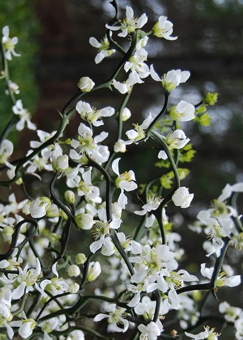 Flying Dragon Hardy Orange Tree - 7 Gallon Pot (3-4') - Image 5