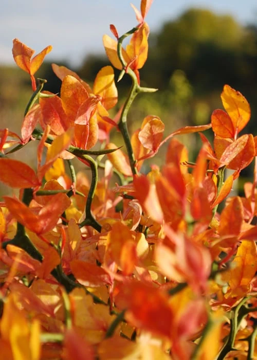 Flying Dragon Hardy Orange Tree - 7 Gallon Pot (3-4') - Image 10