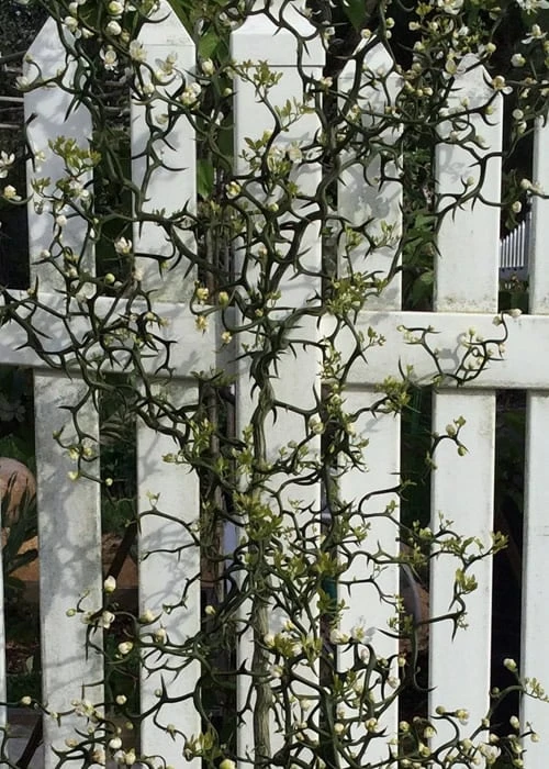 Flying Dragon Hardy Orange Tree - 7 Gallon Pot (3-4') - Image 9