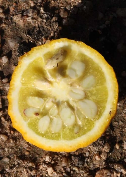 Flying Dragon Hardy Orange Tree - 7 Gallon Pot (3-4') - Image 11