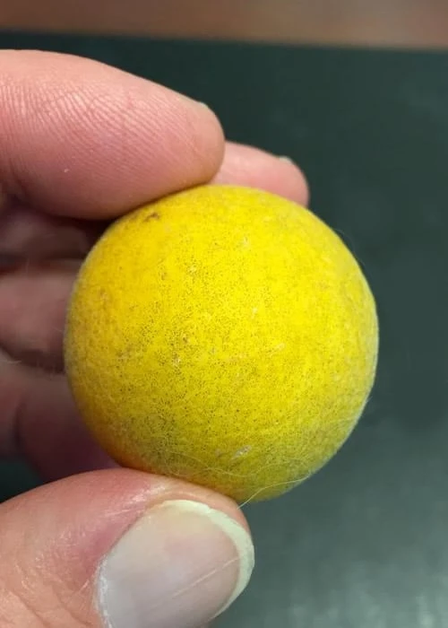 Flying Dragon Hardy Orange Tree - 7 Gallon Pot (3-4') - Image 6