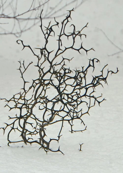 Flying Dragon Hardy Orange Tree - 7 Gallon Pot (3-4') - Image 8